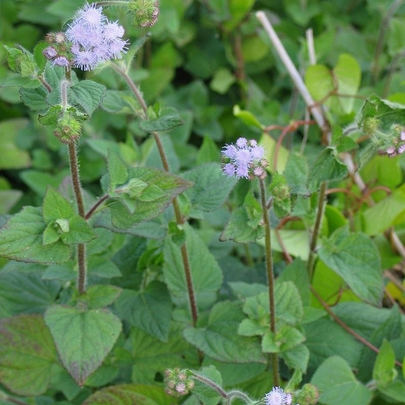 Billy Goat Weed: understanding a common garden and environmental weed