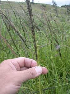 Getting on Top of Giant Rat’s Tail Grass