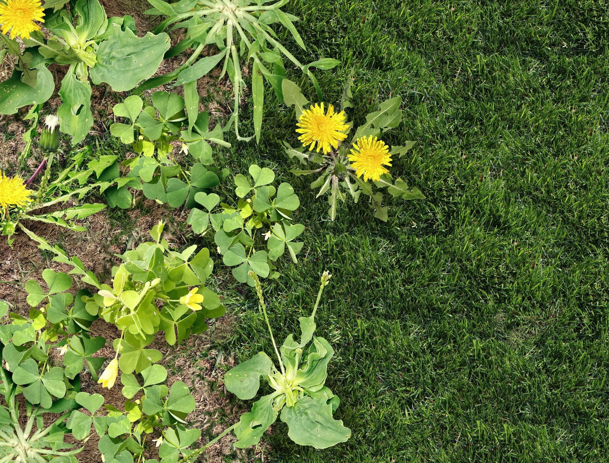 A practical guide to glyphosate and Kamba M for garden weed control