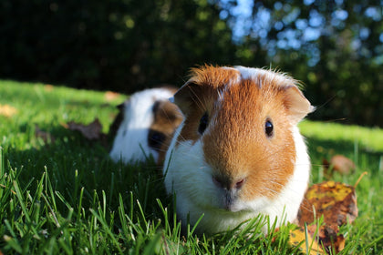 Small Animal