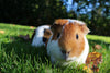 Small Animal