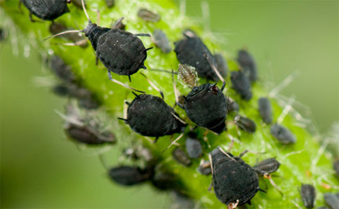 Insecticides