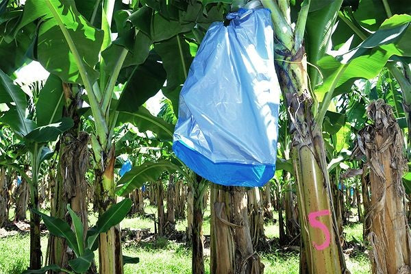 Banana Bags Each