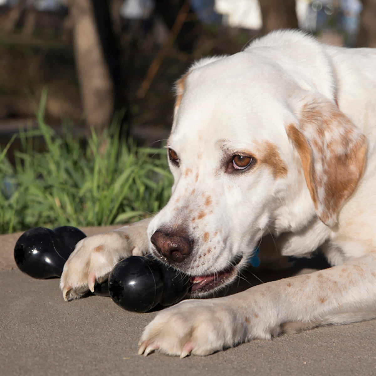 KONG DOG EXTREME GOODIE BONE - MEDIUM