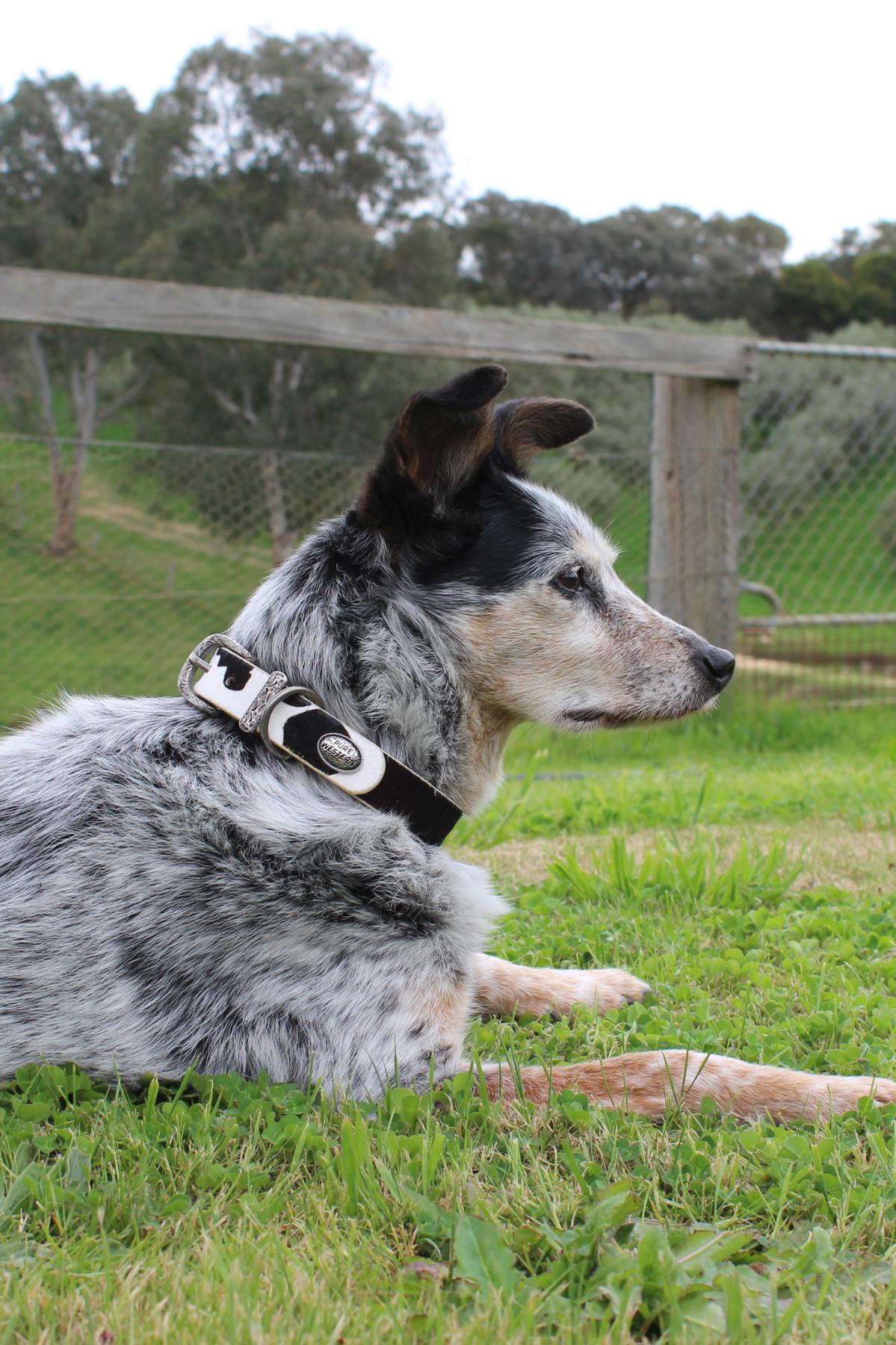 PURE WESTERN ADELAIDE DOG COLLAR - BLACK / WHITE [SZ:XS]